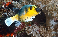 Raja Ampat 2016 - Arothron nigropunctatus - Blackspotted Puffer - Tetrodon jaune - IMG_4594_rc